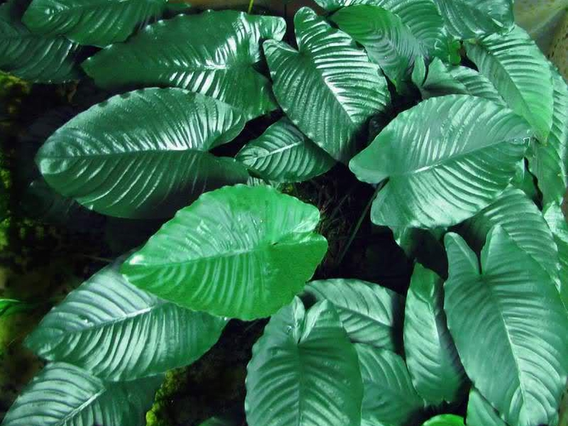 Anubias barteri var.caladiifolia